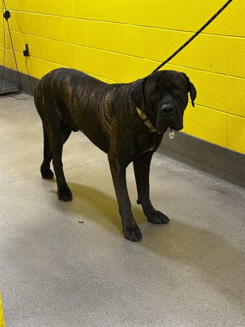 Photo of Frankfurt, adoptable Cane Corso Mastiff in Forestville, Maryland