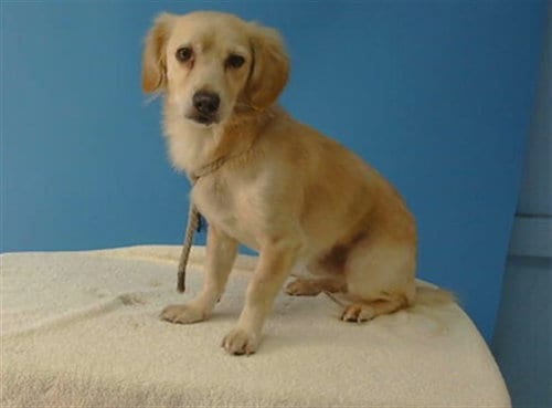 Photo of Baby, adoptable Terrier in Gardena, California