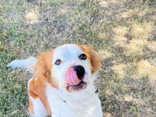 Photo of Bon Jovi, adoptable Australian Cattle Dog/Blue Heeler in Tulsa, Oklahoma