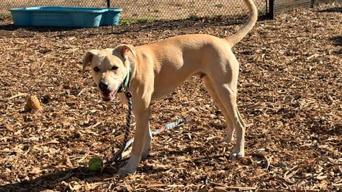 Photo of Rocko, adoptable Pit Bull Terrier in Santa Cruz, California