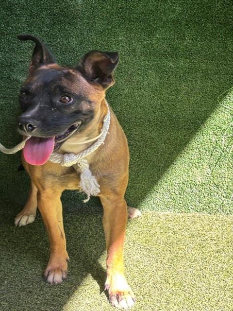 Photo of Nalani, adoptable Belgian Shepherd Malinois in Lancaster, California