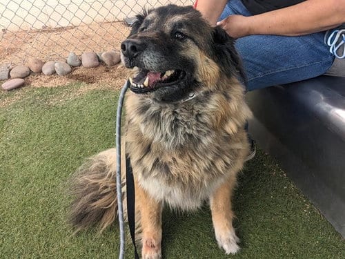 Photo of Chief, adoptable German Shepherd Dog in Phoenix, Arizona