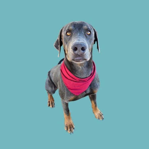 Photo of Jeffrey, adoptable Labrador Retriever in Bakersfield, California