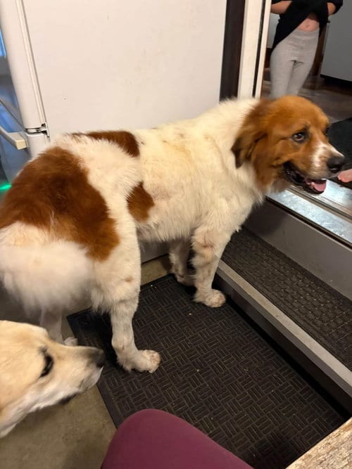 Photo of Olaf, adoptable Great Pyrenees in Columbus, Indiana