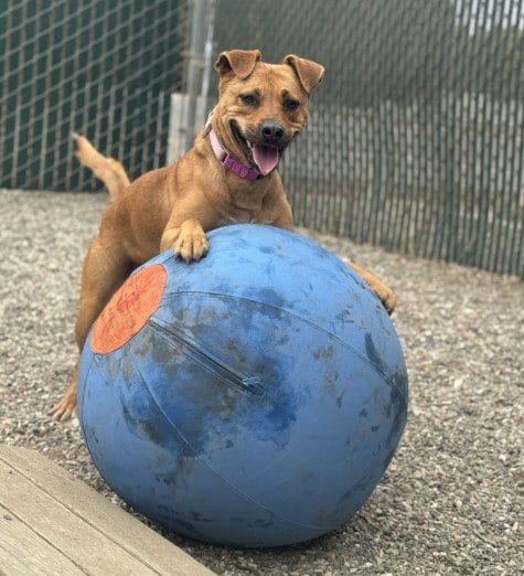 Photo of Mari, adoptable Pit Bull Terrier in Lompoc, California