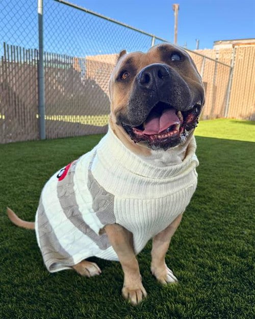 Photo of Piper Pinwheeler, adoptable Pit Bull Terrier in Chula Vista, California
