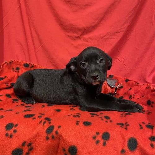 Photo of A613151, adoptable Pit Bull Terrier in Modesto, California