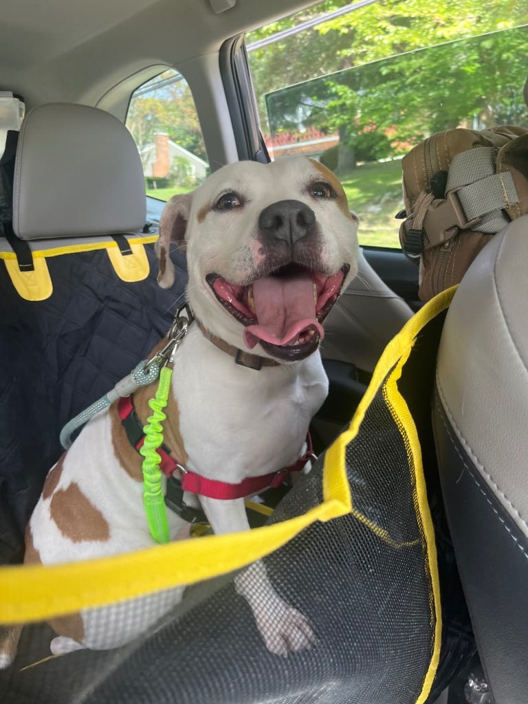 Photo of Rocco, adoptable Pit Bull Terrier in Meriden, Connecticut