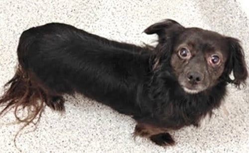 Photo of A662152, adoptable Cavalier King Charles Spaniel in Houston, Texas