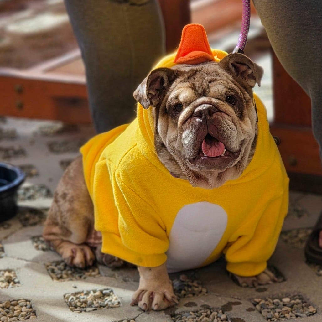 Photo of Waffles, adoptable Bulldog, English in California, California