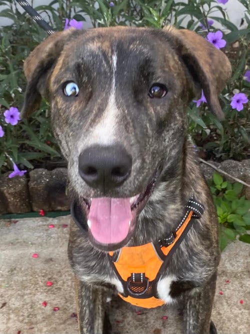 Photo of Grizz, adoptable Terrier in Miami, Florida