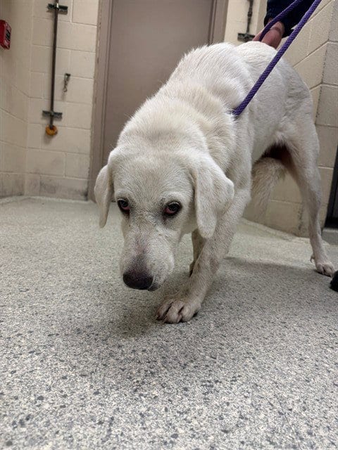 Photo of A432674, adoptable Great Pyrenees in Conroe, Texas