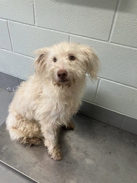 Photo of Margarita, adoptable Poodle (Standard) in Corpus Christi, Texas