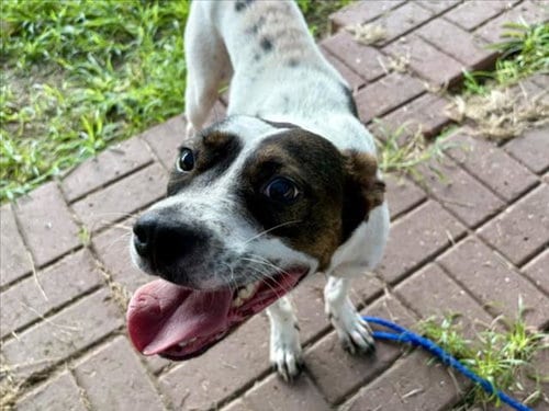 Photo of Dave, adoptable Staffordshire Bull Terrier in Houston, Texas