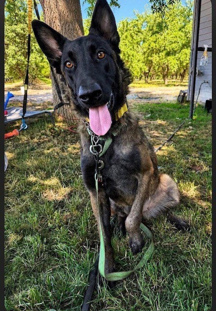 Photo of Aurelia - Located in OR, adoptable Belgian Shepherd Malinois in Imlay City, Michigan