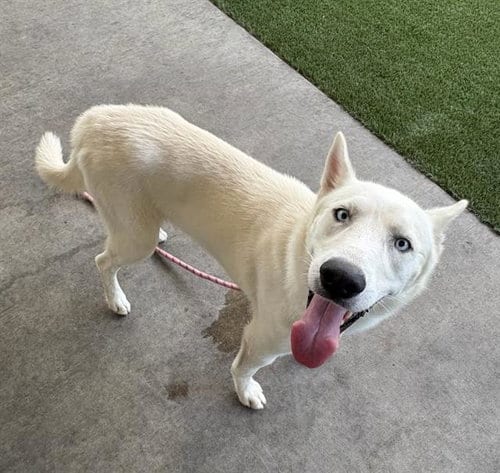 Photo of Colt, adoptable Husky in Baytown, Texas