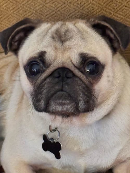 Photo of 4021 - 2026 Gizmo, adoptable Pug in Elizabeth City, North Carolina