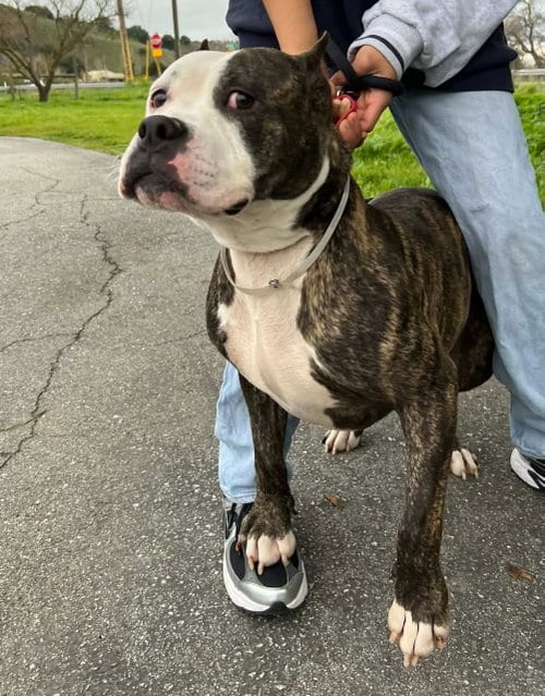 Photo of Adam Lambert, adoptable Pit Bull Terrier in Woodland Hills, California