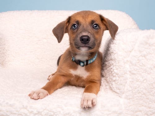 Photo of Peach, adoptable Beagle in Romoland, California