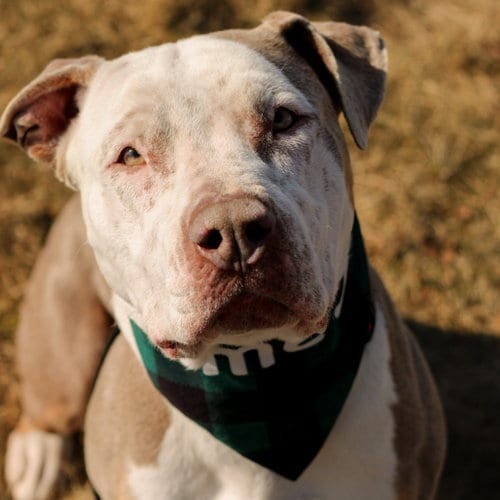Photo of Paulette, adoptable American Staffordshire Terrier in East Smithfield, Pennsylvania