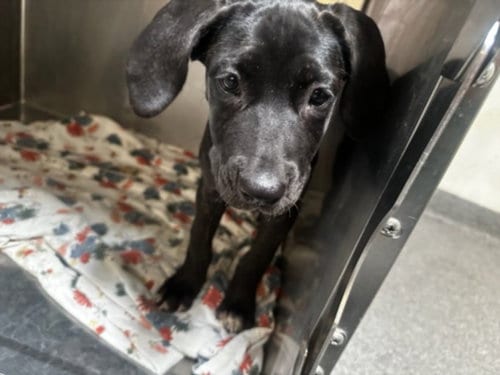 Photo of Peyton, adoptable Pit Bull Terrier in Los Angeles, California