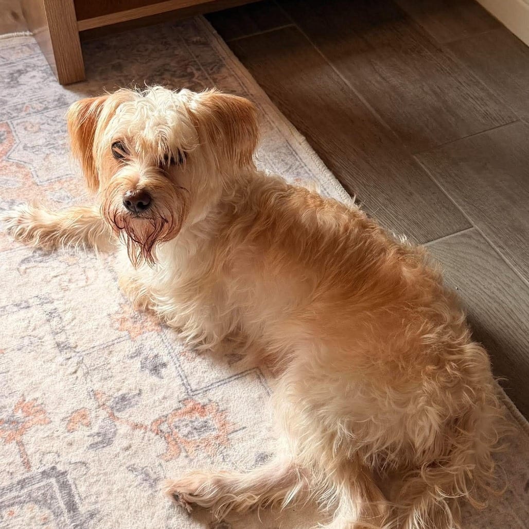 Photo of Rousey *Arriving 10/24* D12816, adoptable Poodle / Schnauzer in Princeton area, Minnesota