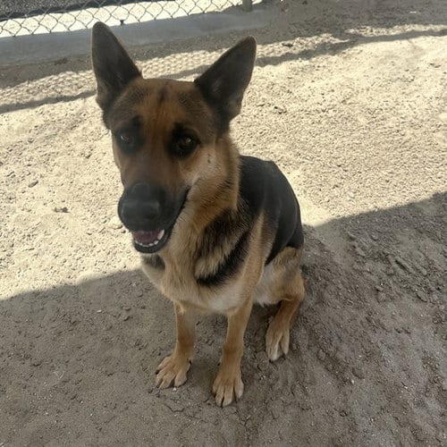 Photo of Lila, adoptable German Shepherd Dog in Thousand Palms, California