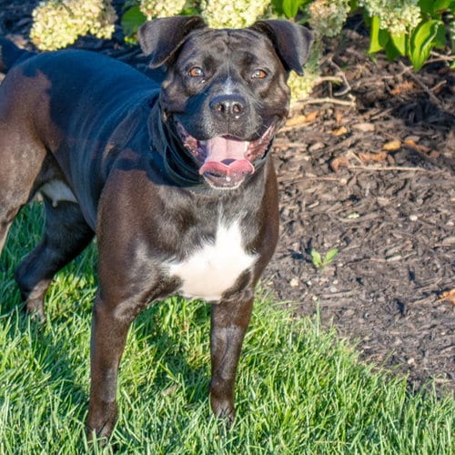 Photo of Oreo, adoptable Pit Bull Terrier in Maryland, Missouri