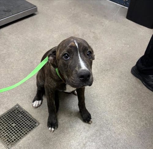 Photo of Bean, adoptable Pit Bull Terrier in HESPERIA, California
