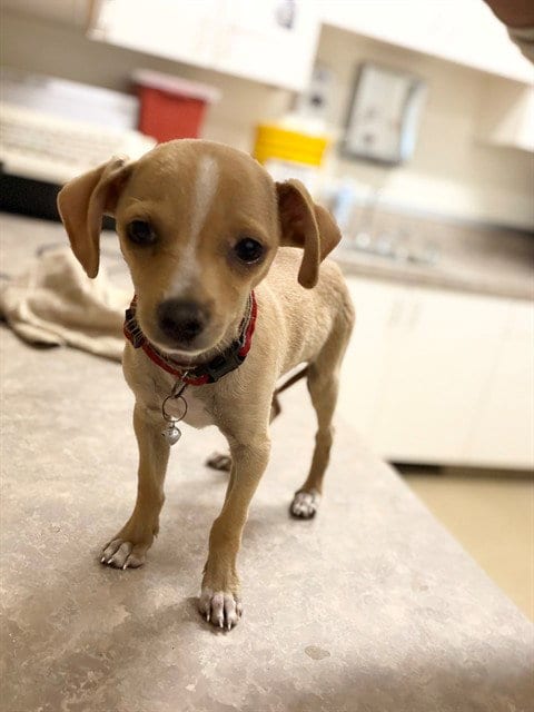 Photo of Nugget, adoptable Chihuahua in Santa Maria, California