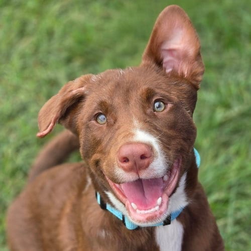 Photo of Erling, adoptable Australian Shepherd in Normal, Illinois