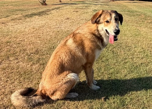 Photo of Leroy, adoptable Anatolian Shepherd in Farmersville, Texas