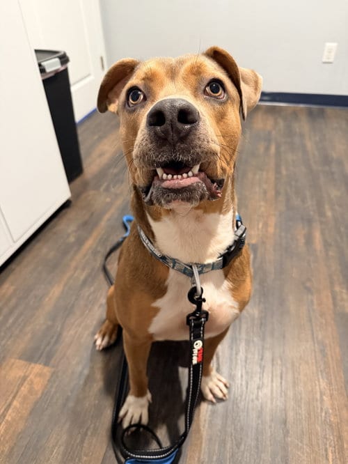 Photo of Porkchop, adoptable Black Mouth Cur in Saint Augustine, Florida