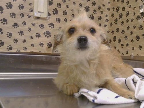 Photo of Molly, adoptable Cairn Terrier in Sacramento, California