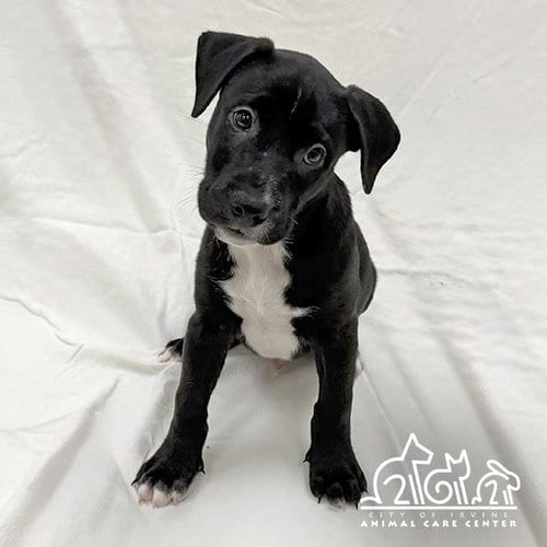 Photo of Birch, adoptable Staffordshire Bull Terrier in Irvine, California