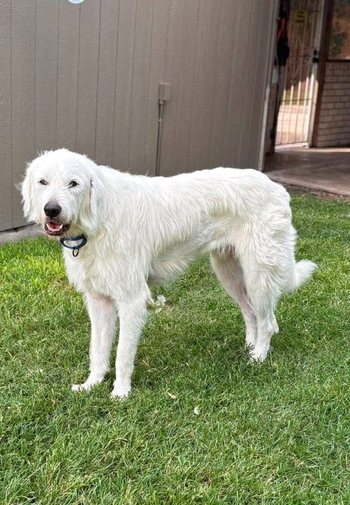 Photo of Max, adoptable Great Pyrenees in Houston, Texas