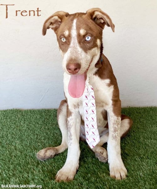 Photo of Trent, adoptable Australian Cattle Dog/Blue Heeler in San Diego, California