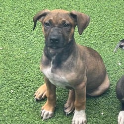 Photo of Erika 2500, adoptable Mixed Breed (Medium) in Loxahatchee, Florida