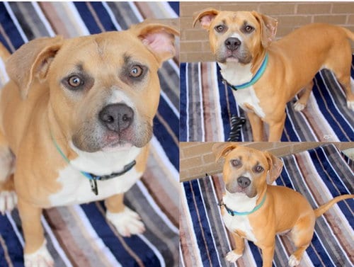 Photo of Kalani Bear, adoptable Pit Bull Terrier in Fort Wayne, Indiana