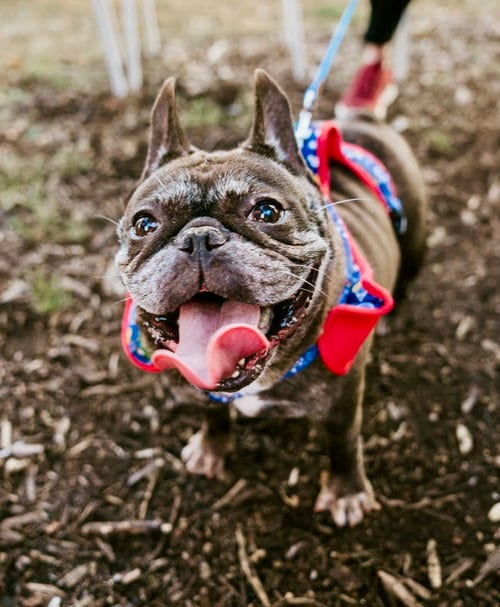 Photo of Zolita, adoptable French Bulldog in St. Louis Park, Minnesota
