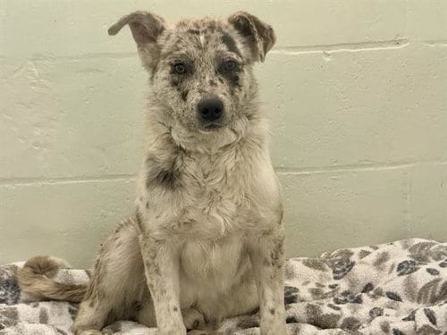Photo of Oleander, adoptable Australian Shepherd in Tacoma, Washington