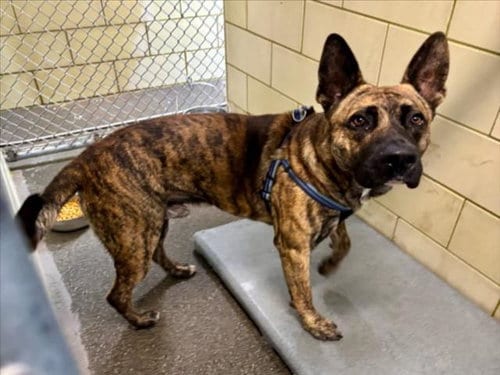 Photo of Papas, adoptable German Shepherd Dog in Woodland, California