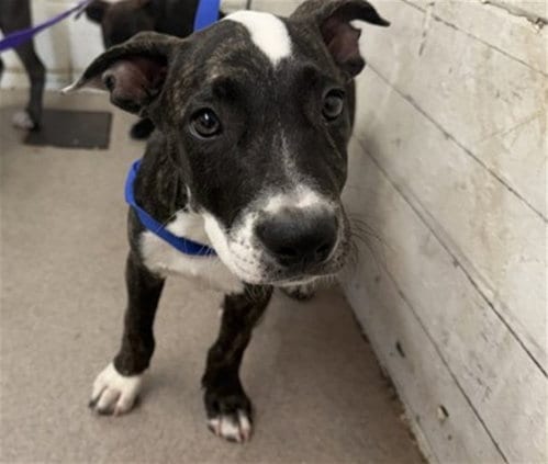 Photo of Cleopatra, adoptable Pit Bull Terrier in San Bernardino, California