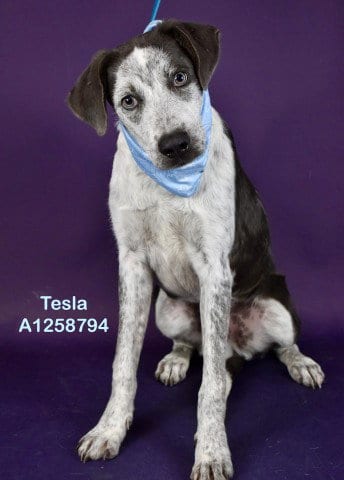 Photo of Tesla, adoptable Australian Cattle Dog/Blue Heeler in Bakersfield, California