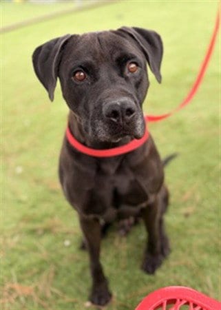 Photo of Mark, adoptable Pit Bull Terrier in San Bernardino, California