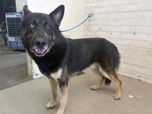 Photo of Radish, adoptable German Shepherd Dog in San Bernardino, California