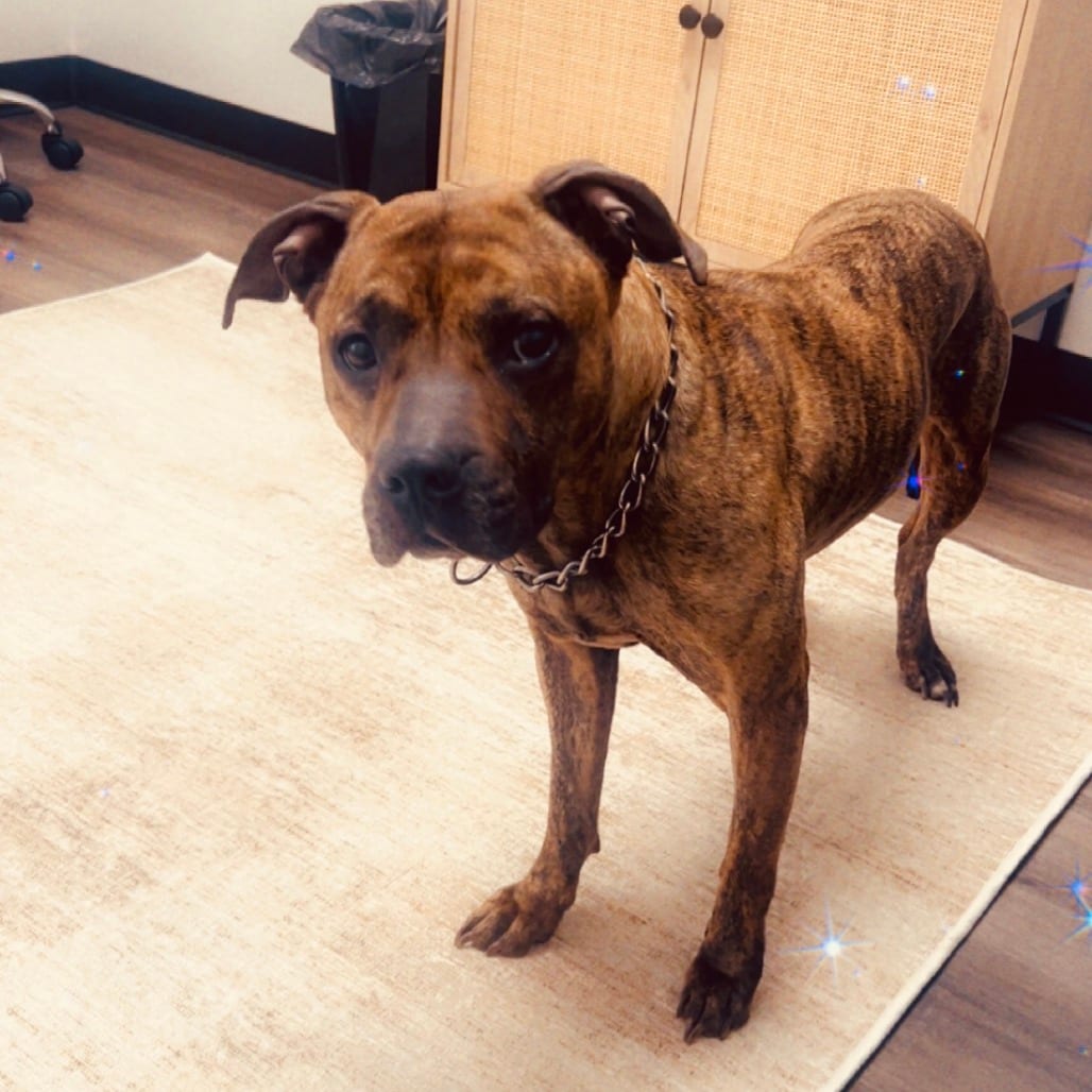 Photo of Roxie - Home to Home, adoptable Terrier, American Pit Bull in South Elgin, Illinois