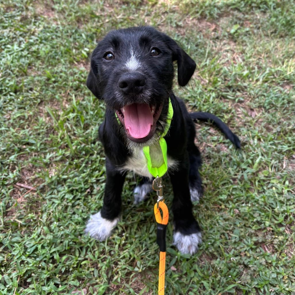 Photo of Porter, adoptable Great Dane / Poodle in Raleigh area, North Carolina