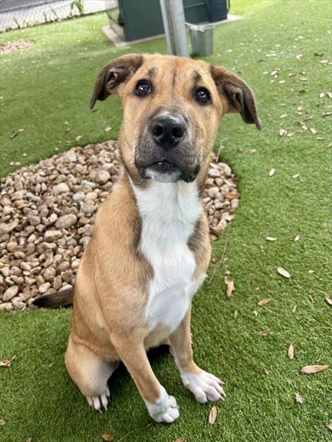 Photo of Nala, adoptable German Shepherd Dog in Fort Myers, Florida