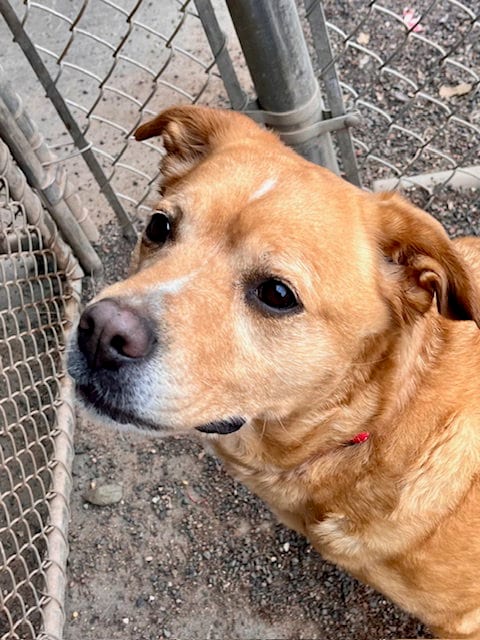 Photo of Lily, adoptable Labrador Retriever in Webster, Wisconsin